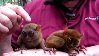 Tarsiers [upl. by Brande]