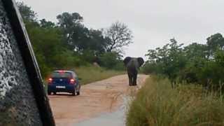 Angry Elephant Charges and Overturns a Car in the Kruger National Park [upl. by Atteras]