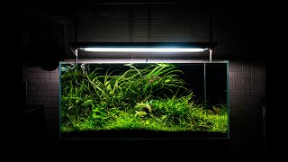 My best aquascape yet [upl. by Airekat]