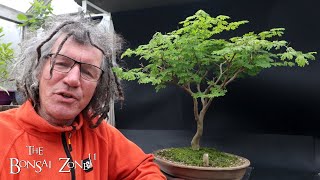 My Brazilian Raintree The Bonsai Zone April 2024 [upl. by Stuart]