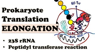 Prokaryotic Translation ELONGATION  How do EFTu and EFG move the ribosome  Deepdive Video [upl. by Apostles]