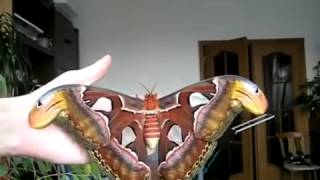 The largest butterfly in the world Attacus Atlas [upl. by Allimrac139]