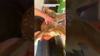 A family rescued a baby deer from the water deer babydeer shorts [upl. by Lekar]