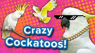 Crazy Cockatoos  Funny Animal Compilation [upl. by Ardeid]