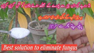 Best way to eliminate soil fungus  This kitchen item will turn your yellow leaves into lush green [upl. by Thisbee]