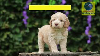 Labradoodle pups te koop woefkesranch [upl. by Jaco483]