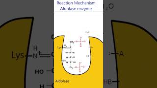 Reaction Mechanism of Aldolase glycolysis animation [upl. by Danforth]