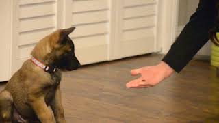 Belgian Malinois—Mishka—7 weeks old learning quotCenter RollOver Heelquot [upl. by Hera]