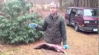 How to skin a roadkill otter [upl. by Nirtiac823]