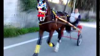 CAVALLO DA CORSA [upl. by Rizzo]