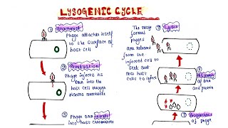 Lysogenic cycle [upl. by Day]