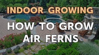 How to Grow Air Ferns [upl. by Vaas]