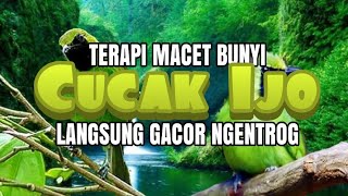 TERAPI  PANCINGAN CUCAK IJO MACET BUNYI DUA 2 MENIT LANGSUNG NYAUT GACOR NGENTROG [upl. by Yffub33]