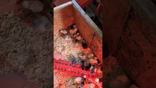 Do you give your chickens the Mareks vaccine [upl. by Nytsyrk]