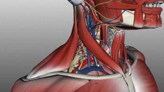 Neck Anatomy  Organisation of the Neck  Part 2 [upl. by Llenrrad]