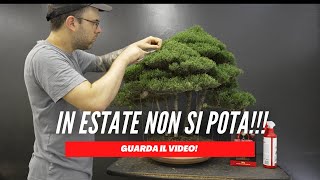 POTATURA ESTIVA SU BOSCHETTO DI CIPRESSO BONSAI [upl. by Selec]