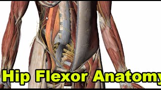 Hip Flexor Ability Anatomy Review Psoas Rectus Femoris Quads [upl. by Lerad]