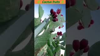 Cactus fruits farming deeksha trendstelugufacts trendingshorts likeforlikes [upl. by Elyk]