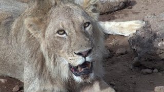 AFRIQUE SAFARI en TANZANIE Parc de Serengeti [upl. by Zaremski]