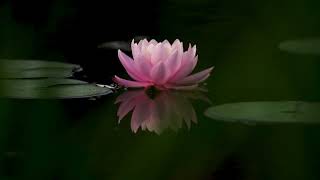 Nelumbo nucifera also known as sacred lotus Indian lotus or simply lotus is one of two extant [upl. by Aehtla]