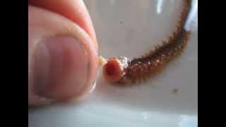 HandFeeding Bristleworms Hermodice sp [upl. by Areit]