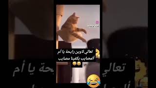 تعالي لاوين رايحة ياام المصايب يكفينا مصايب هههههه 😂🐈‍⬛ اكسبلور ضحك funny قطط cat explore [upl. by Mccallion]