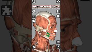 Anatomy  Buccinator muscle medical 3d anatomy muscle face head neck shorts [upl. by Naejarual]