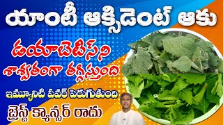 Reduces Diabetes  Punarnava Leaf Benefits in Telugu Dr Manthena Satyanarayana Raju [upl. by Daile]