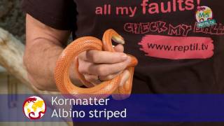 ReptilTV  Folge 38  Kornnattern Basics  Teil 1  Haltung [upl. by Maloy87]