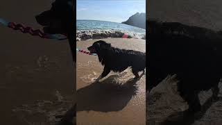 GIRLS ON THE BEACH PLAYING outdoors beach dog [upl. by Leirea]