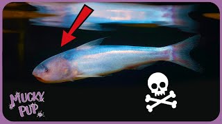 Is This the Most Terrifying Fish  The Candiru  Weird Creatures 🦎 [upl. by Carina]