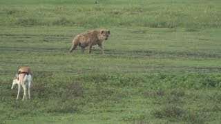 Hyena Gazelle and Flamingos  Safari Ngorongoro Crater Africa [upl. by Nnitsuj537]