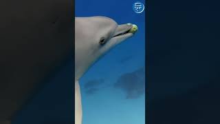 los delfines comen peces globo para drog4rs3 delfine [upl. by Laumas]