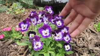 How To keep your Pansies looking Full and Flowering all season long [upl. by Uttasta]