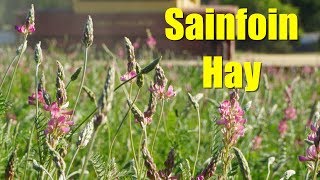 Sainfoin The Best Hay Youve Never Heard Of [upl. by Adlesirg]