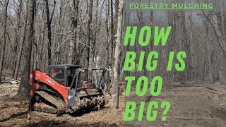 Forestry Mulching Large Tree with a Kubota SVL95 and Loftness Battle Ax [upl. by Cl]