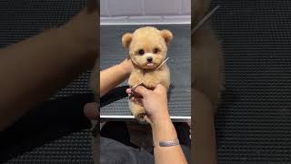 Whose teddy bear is this It’s so cute and so cute that it exploded Cute pet daily record Champag [upl. by Cranford]