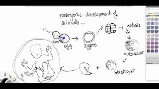 protostomes vs deuterostomes [upl. by Eiramanit]