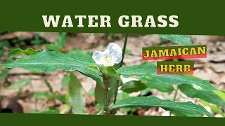 Treat EYE INFECTIONS Naturally amp more  COMMELINA ERECTA Water Grass MEDICINAL PROPERTIES amp USES [upl. by Anitnamaid]