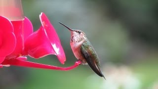 Rufous Hummingbirds Washington State [upl. by Lletnwahs]