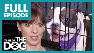 Loudest Dogs Ever are Kept in Cages ALL DAY😢  Full Episode  Its Me or The Dog [upl. by Sheehan470]