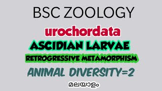 BSC ZOOLOGYASCIDIAN LARVAERETROGRESSIVE METAMORPHOSIS urochordataanimal diversity2മലയാളം [upl. by Aduhey]