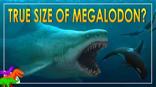 The TRUE sizes of Megalodon – Did they like it cold [upl. by Tomkiel]