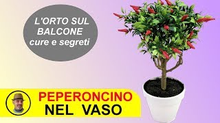 PEPERONCINO IN VASO SUL BALCONE come coltivarlo e le cure  मिर्च उगाओ [upl. by Niala]