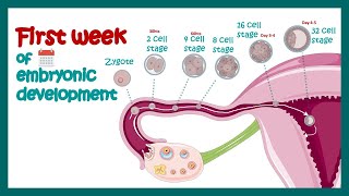 Embryology  Fertilization Cleavage Blastulation  First week of embryonic development  Zygote [upl. by Nylirrehs756]