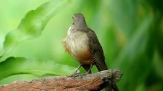 Rufousbellied Thrush [upl. by Ardnovahs]