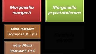 Dominio Bacteria Phylum Proteobacteria 28  Gammaproteobacteria  Enterobacteriaceae  Morganella [upl. by Kecaj]