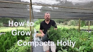 How to grow Compacta Hollies with detailed description [upl. by Ahseital551]