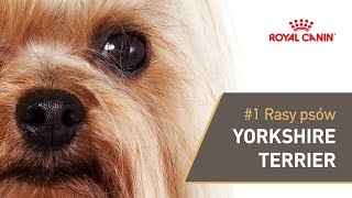 1 Rasy psów  Yorkshire Terrier  ROYAL CANIN [upl. by Anesusa386]