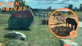 FAMILY’S FIRST DRIVE THRU ZOO EXPERIENCE ACTION WILDLIFE IN CONNECTICUT [upl. by Gould]